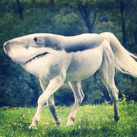 koreykuhl - ‘cause I’m comin’ atcha like a shark horse…