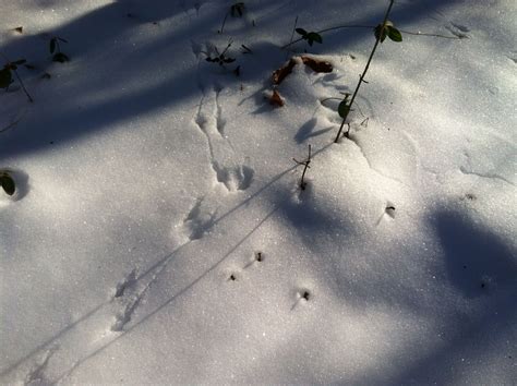 Winter footprints.... | Red peppercorn, Plants, Winter