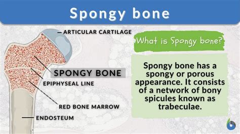 Spongy bone - Definition and Examples - Biology Online Dictionary