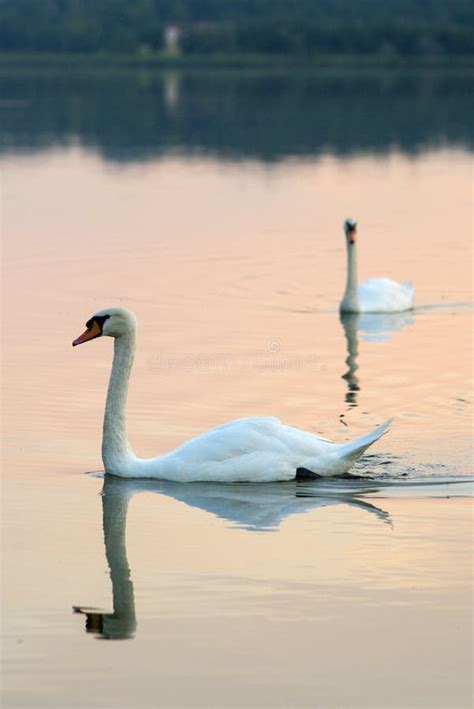 Swans at sunset stock image. Image of dusk, bird, water - 44314331