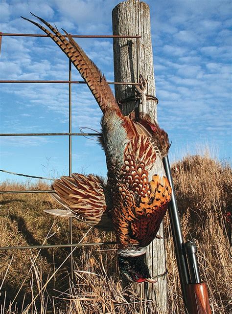 Dakota Pheasant Preview - Dakota Pheasant Guide