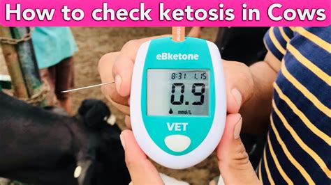 ketosis test in cattle| Ketosis Diagnosis by blood test || Ketone ...