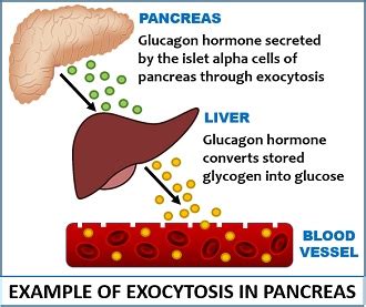 What is Exocytosis? Definition, Pathways, Steps & Example - Biology Reader