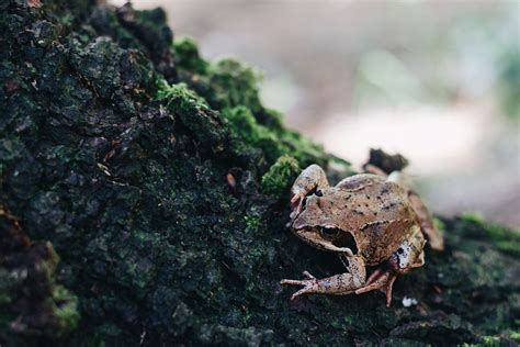 Species Guide: The Common Frog - Wild Ideas