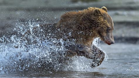 Images Brown Bears Bears Running Water splash animal 1366x768