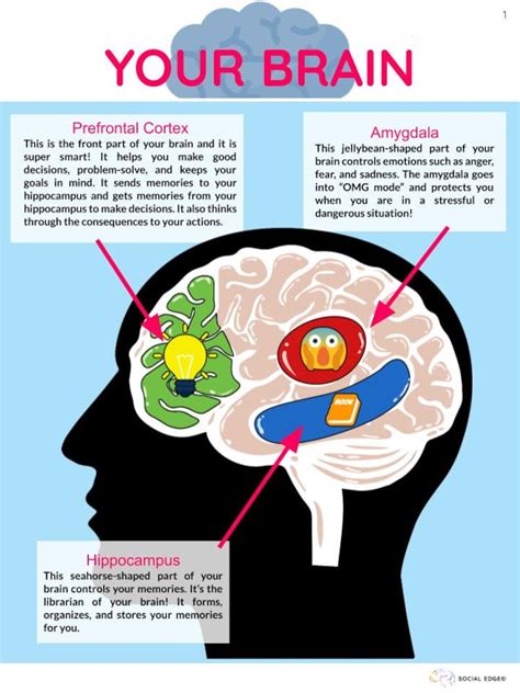 Your Brain: Prefrontal Cortex, Amygdala, Hippocampus - Etsy Australia