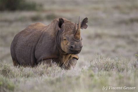 Black rhinoceros 012 _DM42027 - Gesser Images and Photography