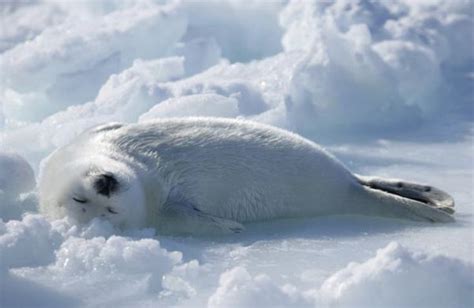 Adorable Baby Seal in the Snow