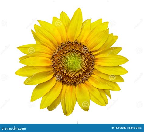 Closeup of a Sunflower in High Resolution Image Stock Photo - Image of decorative, golden: 147056242