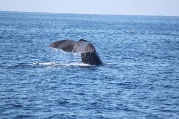 Whale watching off Palos Verdes coast -- another cool school field trip ! Palos Verdes Estates ...