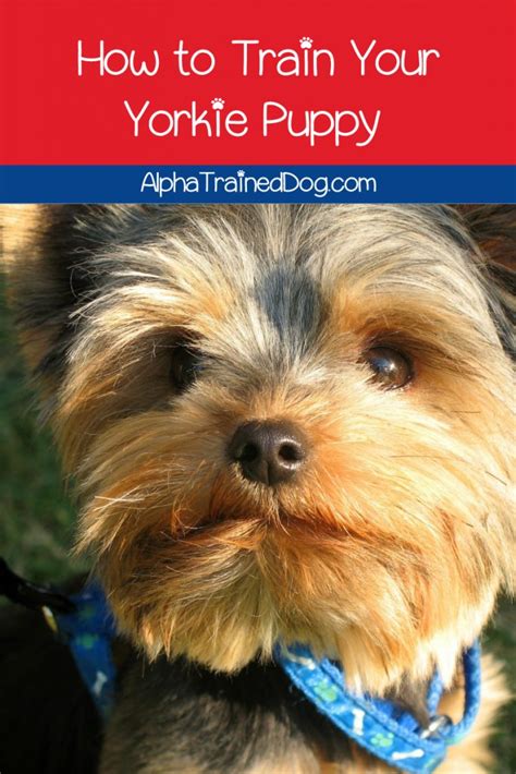 7 Smart Yorkie Puppy Training Tricks - Alpha Trained Dog