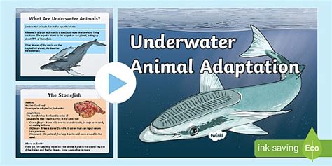 KS2 Underwater Animal Adaptations PowerPoint (teacher made)