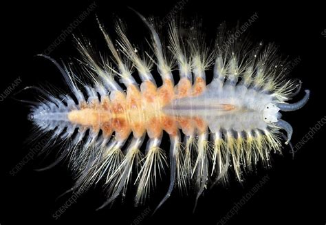 Polychaete marine worm - Stock Image - C004/3907 - Science Photo Library