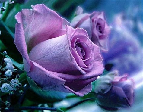 Facebook | Purple flowers wallpaper, Rose, Beautiful flowers