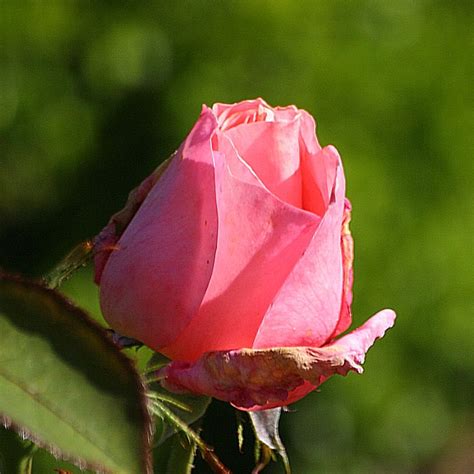 Budding Rose - a photo on Flickriver