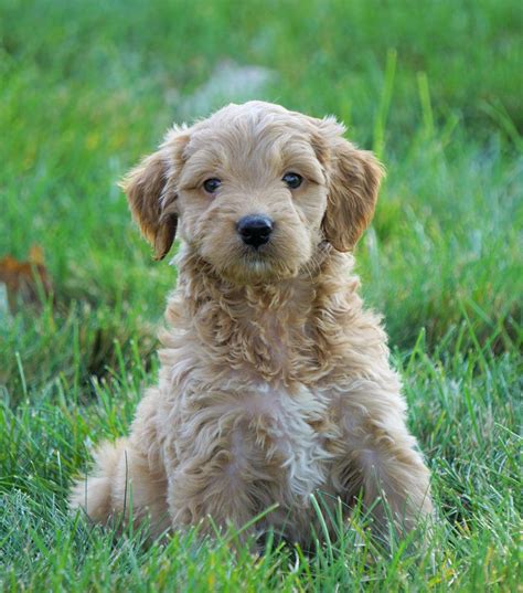 Mini Goldendoodle For Sale Loudenville, OH Male- Cody – AC Puppies LLC