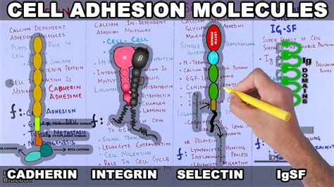 Cell Adhesion Molecules | Structure and Types - YouTube