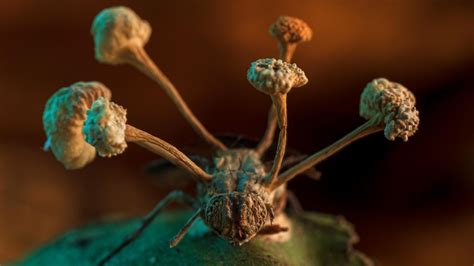 'Zombie fungus' bursts out of a dead fly in contest-winning photo ...