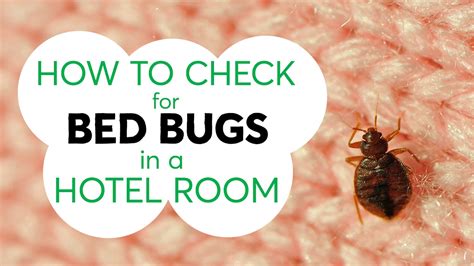 How Do I Report Bed Bugs In A Hotel - Hotel Gue