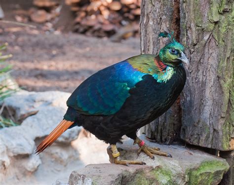 Himalayan Monal photos and wallpapers. Collection of the Himalayan ...