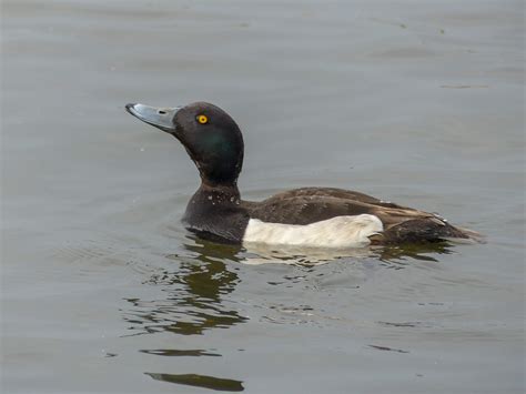 Tufted Duck | Bubo Birding