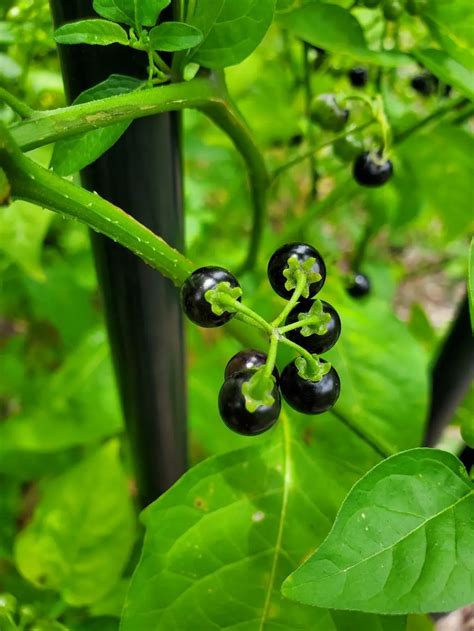 Fruit & Vegetables - A Beginners Guide to Edible Weeds | Blackberry Nightshade (Solanum ...