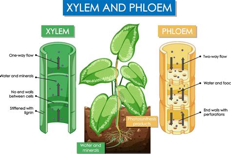 Diagram showing xylem and phloem plant 6466164 Vector Art at Vecteezy