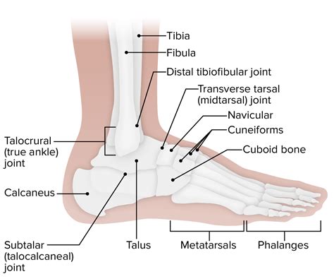 Ankle Joint: Anatomy | Concise Medical Knowledge