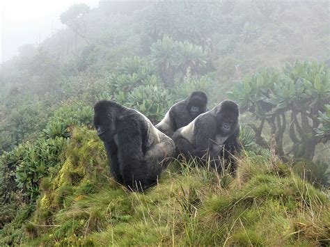 These Three Silverback Gorilla Brothers Protect a Group of 22 Female ...