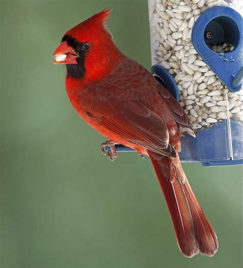 3 Types of Seeds and Feeders Birds Love Best - Birds and Blooms