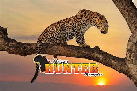 Editor of African Hunter Magazine Heaps High Praise