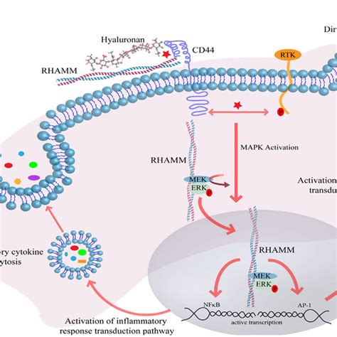 Hyaluronan induces receptor-mediated signaling through interaction with... | Download Scientific ...