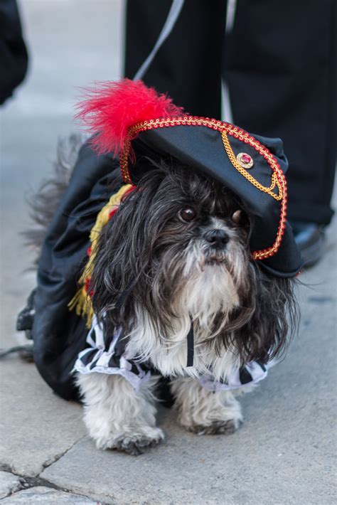 Steve Joyce's BLOG: Park City Halloween Dog Parade