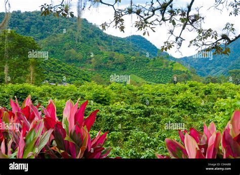 Costa rica coffee plantations hi-res stock photography and images - Alamy