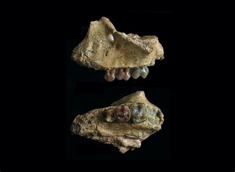 Earliest Gibbon Fossils Fill in the Gaps of Primate Evolution | Discover Magazine