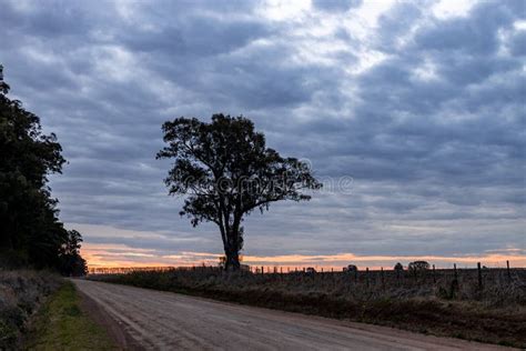 Sunset on a Country Road. Huge Tree on Dirt Road Stock Image - Image of morning, orange: 258620843