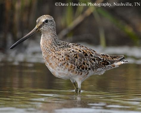 Short-billed Dowitcher | State of Tennessee, Wildlife Resources Agency