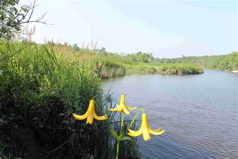 Muddy River - Brunswick-Topsham Land Trust