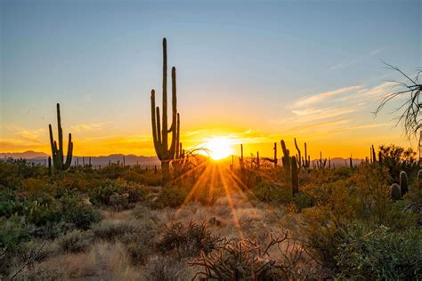 11 FASCINATING Facts About Saguaro National Park You'll Love