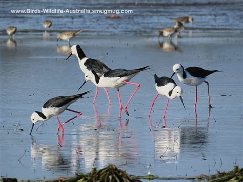 Black-winged Stilt | Central QLD Coast Landcare Network