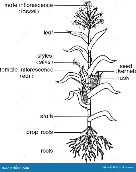 Coloring Page With Parts Of Plant. Morphology Of Corn Maize Plant With Leaves, Root System ...