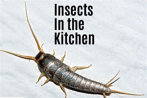 Kitchen Bugs: Identification Guide to Bugs and Insects Commonly Found in Kitchens (With Photos ...