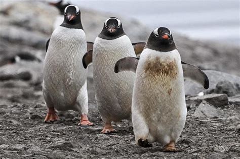 Bird flu found in penguins near Antarctica, 200 chicks dead | The ...