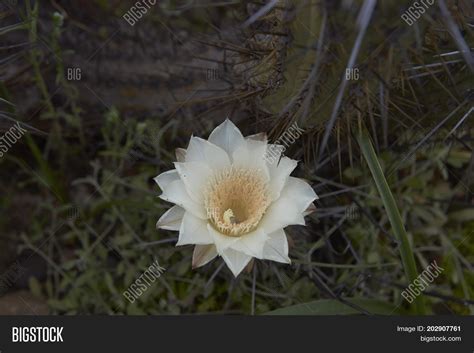 Flowers Atacama Desert Image & Photo (Free Trial) | Bigstock