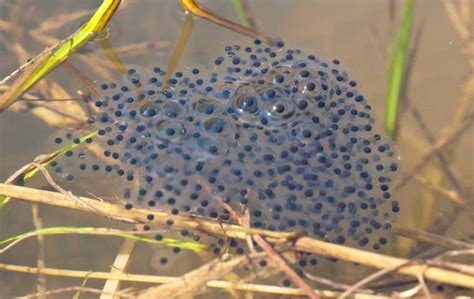 What Do Frog Eggs Look Like? | Miche Pest Control