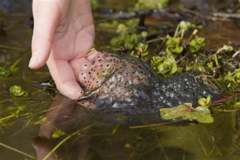 SpawnWatch! | Birmingham & Black Country Wildlife Trust