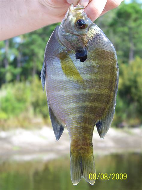 Sunfish, Bluegill cjbs2003 | www.roughfish.com