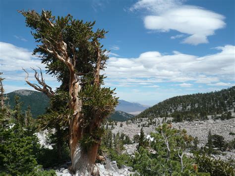 Great Basin Bristlecone Pines Utah’s Mountain Sentinels - Wild About Utah