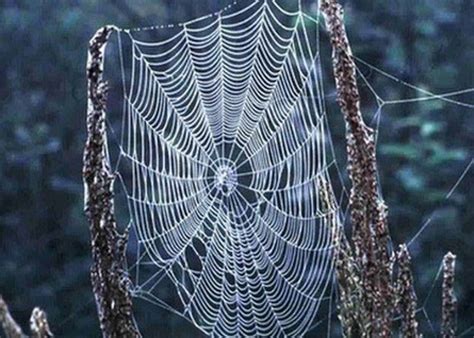 Spider Webs: Sticky Obstructions or Future Human Tools? | Rice University Insect Biology Blog