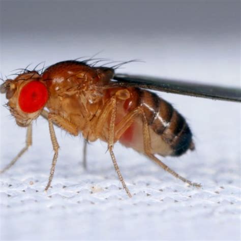 Do Fruit Flies Bite? | BugBrief